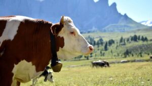 viaggio organizzato in pullman La strada dei formaggi delle Dolomiti