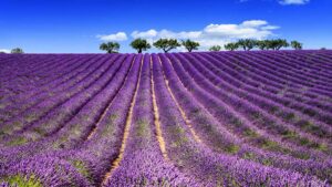 vacanza organizzata Fioritura della Lavanda ad Assisi