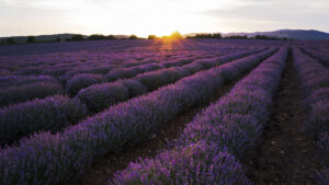 viaggio organizzato Tour della Provenza per Fioritura Lavanda