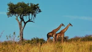 viaggio organizzato in aereo in tanzania safari e zanzibar